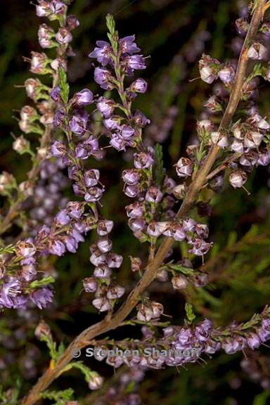 calluna vulgaris 2 graphic